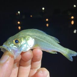 テナガエビ
