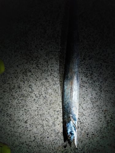 タチウオの釣果