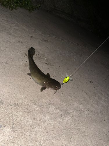 マナマズの釣果