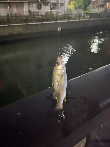 セイゴ（マルスズキ）の釣果