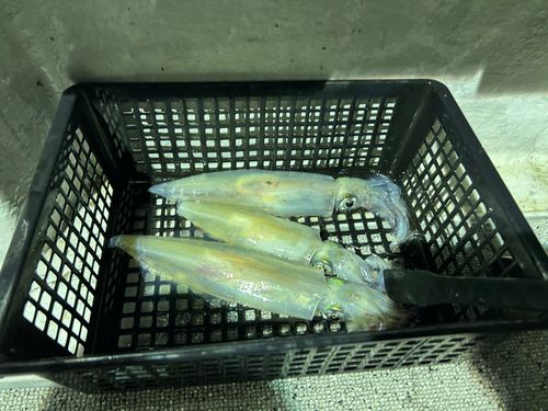 アカイカの釣果