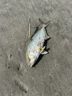ショゴの釣果