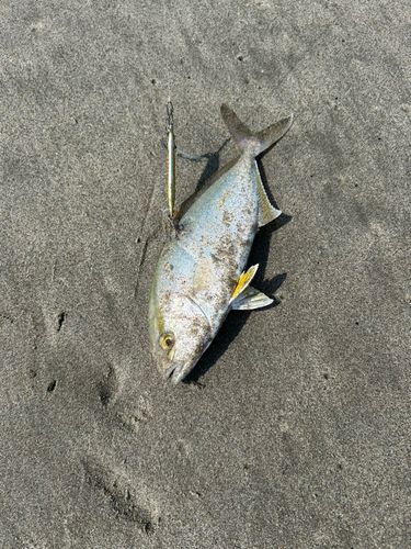 ショゴの釣果