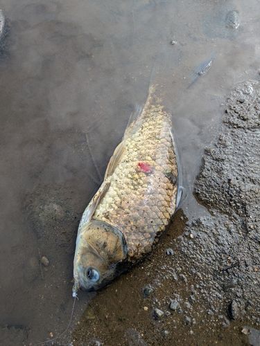 マブナの釣果