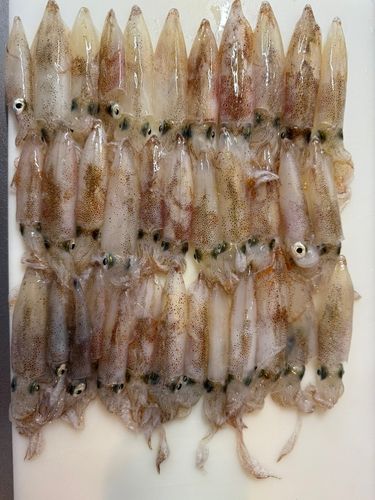 イカの釣果