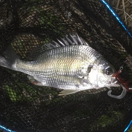 キビレの釣果