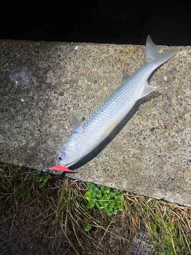 ボラの釣果