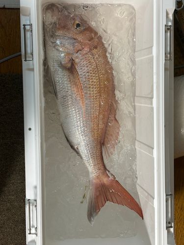タイの釣果