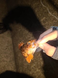 アラカブの釣果