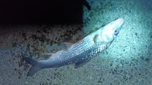 ニゴイの釣果