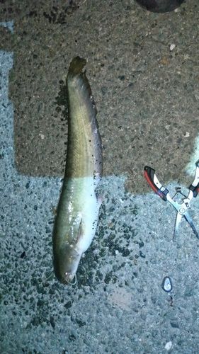 ニホンナマズの釣果