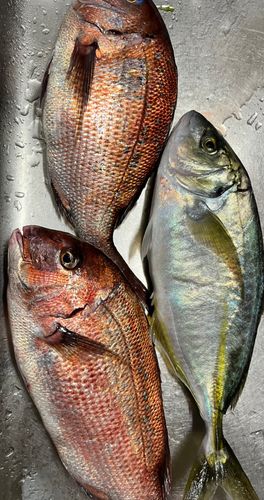 タイの釣果