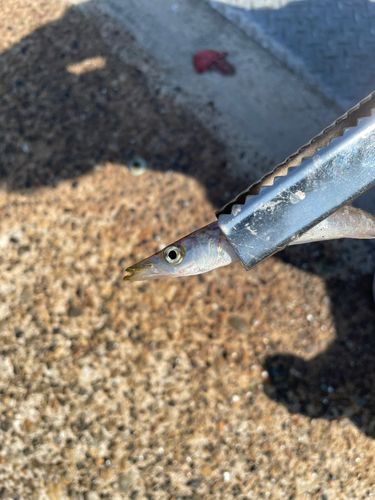 カタクチイワシの釣果