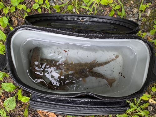 ヤマメの釣果