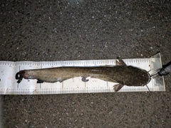 マナマズの釣果