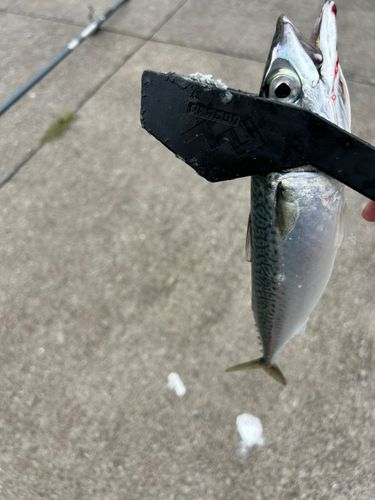 サバの釣果
