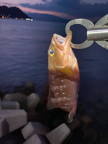 アコウの釣果