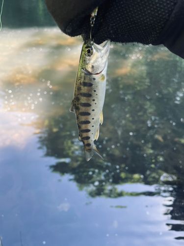 ヤマメの釣果