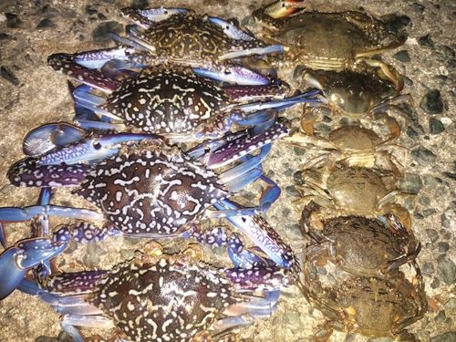 ワタリガニの釣果