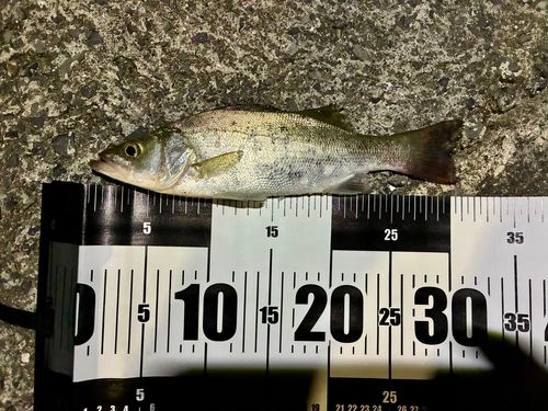 シーバスの釣果