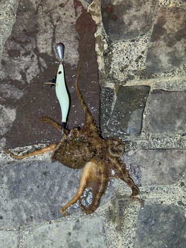 タコの釣果