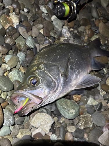 ヒラスズキの釣果