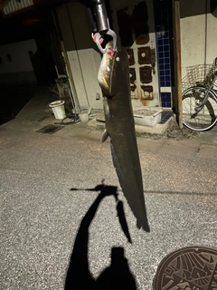 ナマズの釣果
