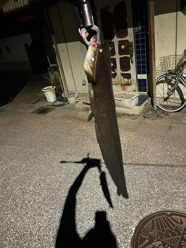 ナマズの釣果