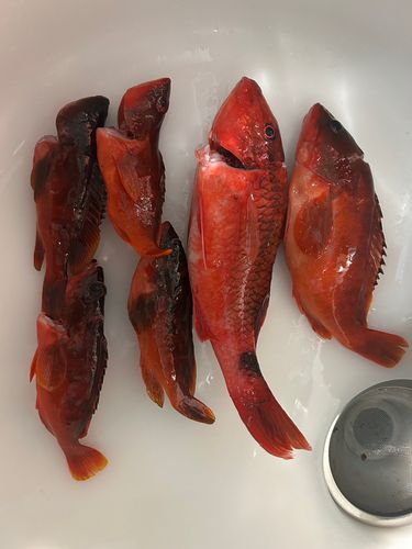 オジサンの釣果