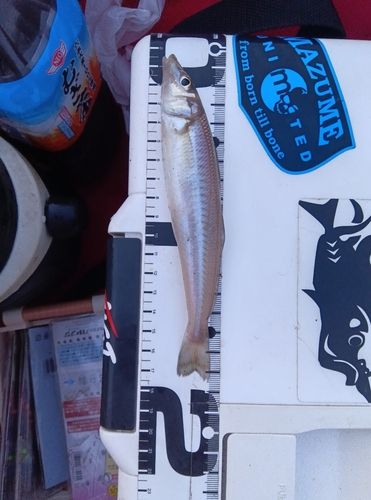 キスの釣果