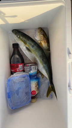 ハマチの釣果