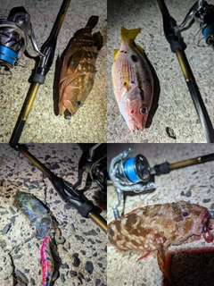 キジハタの釣果