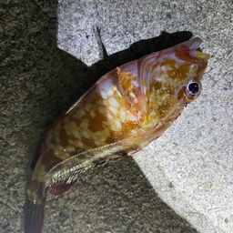 カサゴ