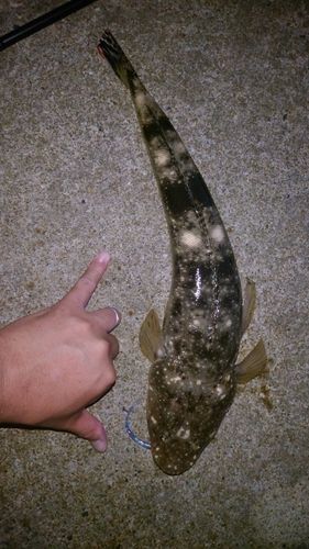 コチの釣果