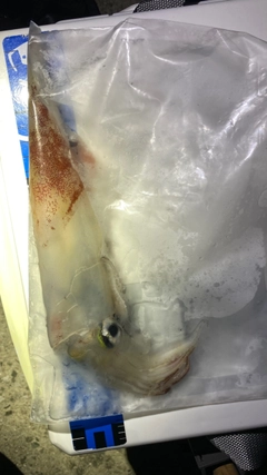 ケンサキイカの釣果