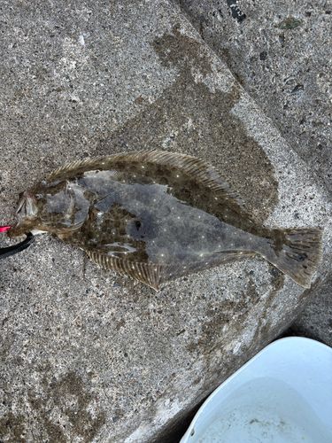 ソゲの釣果