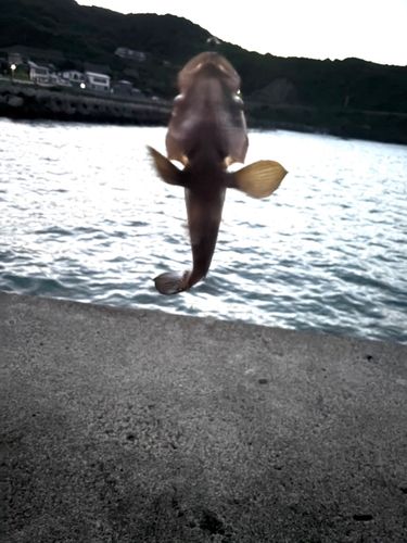 釣果