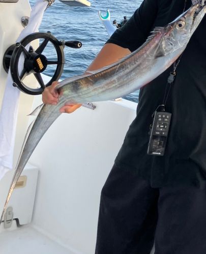 タチウオの釣果