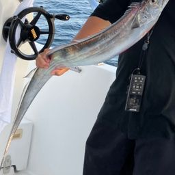 タチウオ