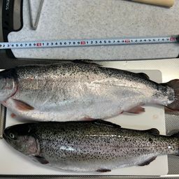 トラウトサーモン