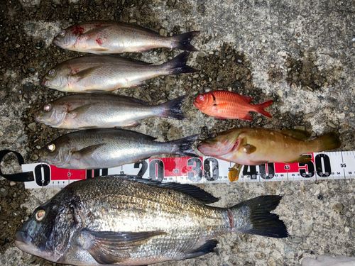 イサキの釣果
