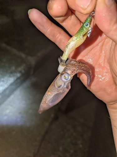 ワラスボ の釣果