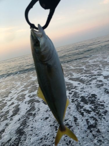 ワカシの釣果