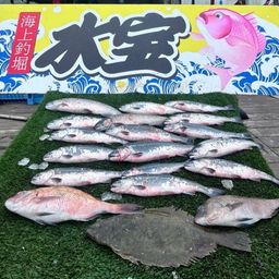 トラウトサーモン