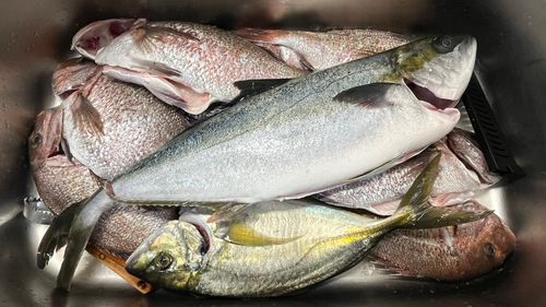 タイの釣果
