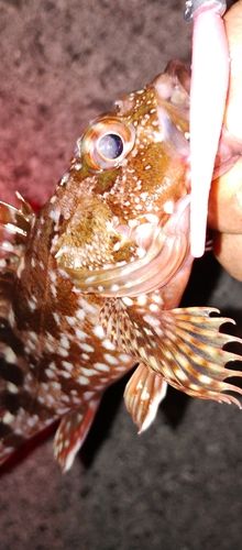 カサゴの釣果