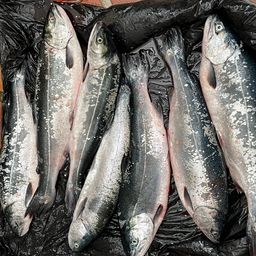 トラウトサーモン