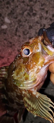 カサゴの釣果