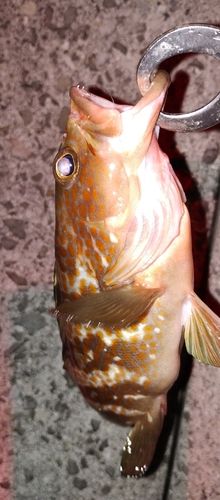 アコウの釣果