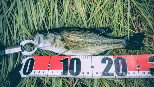ブラックバスの釣果